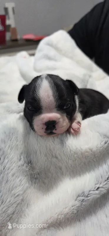 Baby Girl Mona – Boston Terrier puppy for sale in Tucson, AZ