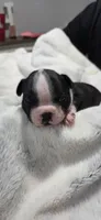 Baby Girl Mona, a female Boston Terrier for sale in Tucson, AZ – 1 of 6