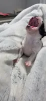 Baby Girl Ocean, a male Boston Terrier for sale in Tucson, AZ – 5 of 7