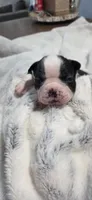 Baby Boy Swat, a female Boston Terrier for sale in Tucson, AZ – 4 of 5