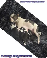 Baby Girl Mona, a female Boston Terrier for sale in Tucson, AZ – 6 of 6