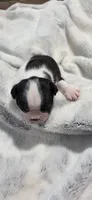 Baby Boy Swat, a female Boston Terrier for sale in Tucson, AZ – 5 of 5
