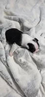 Baby Boy Poe, a male Boston Terrier for sale in Tucson, AZ – 4 of 5