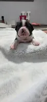 Baby Boy Leo, a male Boston Terrier for sale in Tucson, AZ – 3 of 5