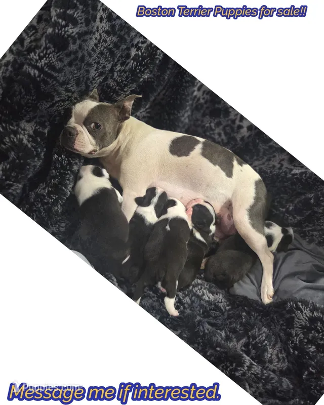 Baby Boy Swat – Boston Terrier puppy on hold in Tucson, AZ