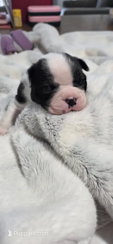 Baby Boy Poe – Boston Terrier puppy for sale in Tucson, AZ