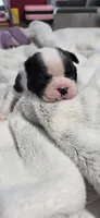 Baby Boy Poe, a male Boston Terrier for sale in Tucson, AZ – 1 of 5