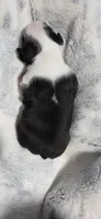 Baby Girl Ocean, a male Boston Terrier for sale in Tucson, AZ – 6 of 7