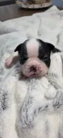 Baby Boy Swat, a female Boston Terrier for sale in Tucson, AZ – 2 of 5