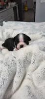 Baby Girl Mona, a female Boston Terrier for sale in Tucson, AZ – 3 of 6