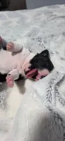 Baby Girl Mona, a female Boston Terrier for sale in Tucson, AZ – 2 of 6