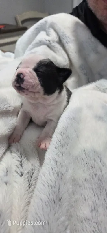 Baby Girl Ocean – Boston Terrier puppy for sale in Tucson, AZ