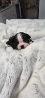 Baby Girl Mona, a female Boston Terrier for sale in Tucson, AZ – 4 of 6