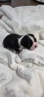 Baby Boy Leo, a male Boston Terrier for sale in Tucson, AZ – 4 of 5
