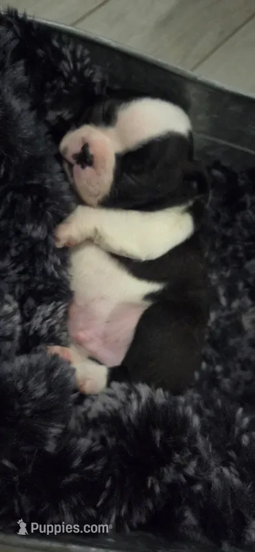 Baby Boy Poe – Boston Terrier puppy for sale in Tucson, AZ