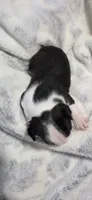 Baby Boy Swat, a female Boston Terrier for sale in Tucson, AZ – 3 of 5