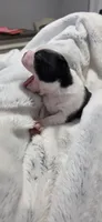 Baby Girl Ocean, a male Boston Terrier for sale in Tucson, AZ – 2 of 7