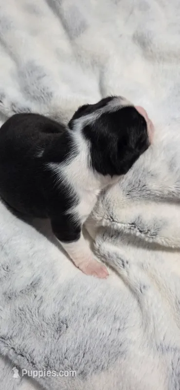 Baby Boy Leo – Boston Terrier puppy for sale in Tucson, AZ