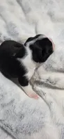 Baby Boy Leo, a male Boston Terrier for sale in Tucson, AZ – 1 of 5