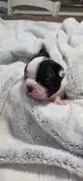 Baby Boy Poe, a male Boston Terrier for sale in Tucson, AZ – 2 of 5