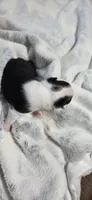 Baby Boy Poe, a male Boston Terrier for sale in Tucson, AZ – 3 of 5