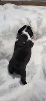Baby Boy Leo, a male Boston Terrier for sale in Tucson, AZ – 2 of 5