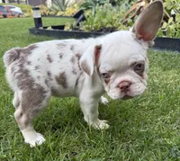 Tri Merle Frenchies Fluffy Gene, a male French Bulldog for sale in Corona, CA – 6 of 6
