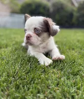 Tri Merle Frenchies Fluffy Gene, a male French Bulldog for sale in Corona, CA – 2 of 6