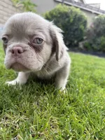 Tri Merle Frenchies Fluffy Gene, a male French Bulldog for sale in Corona, CA – 5 of 6