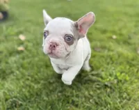 Tri Merle Frenchies Fluffy Gene, a male French Bulldog for sale in Corona, CA – 4 of 6
