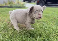 Tri Merle Frenchies Fluffy Gene, a male French Bulldog for sale in Corona, CA – 3 of 6