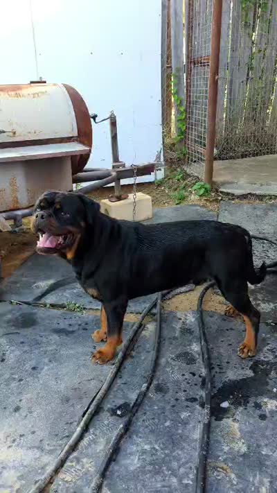Hector VH Pista son, a male Rottweiler for sale in Bulverde, TX – 2 of 2