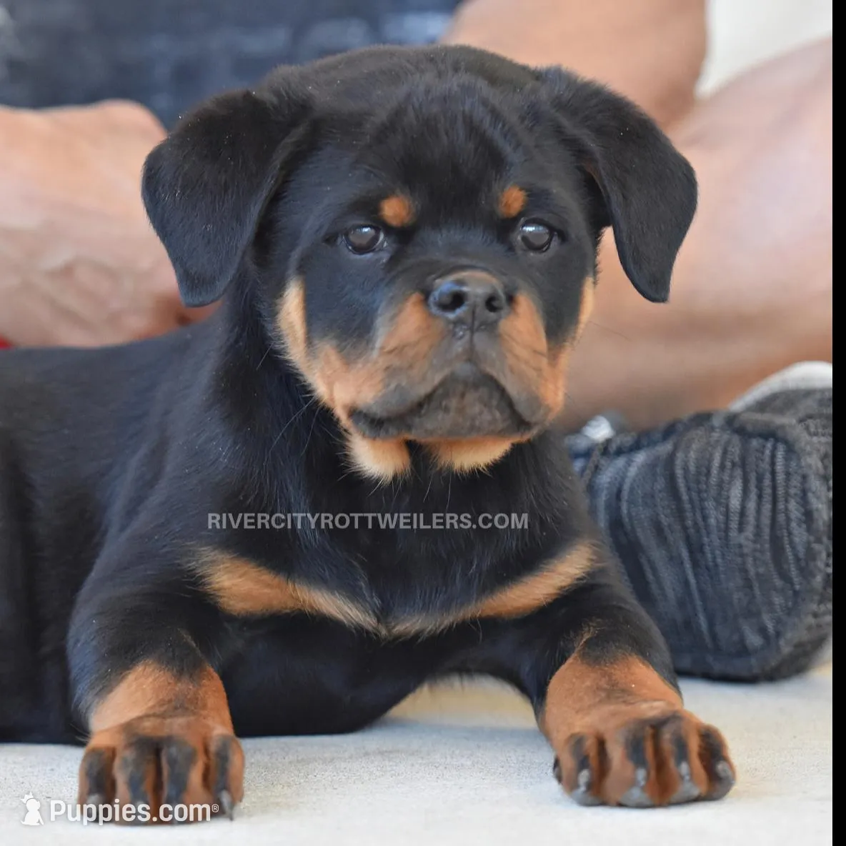 HUGE Super Head/Color