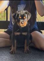 Amazing Females , a female Rottweiler for sale in Bulverde, TX – 1 of 2