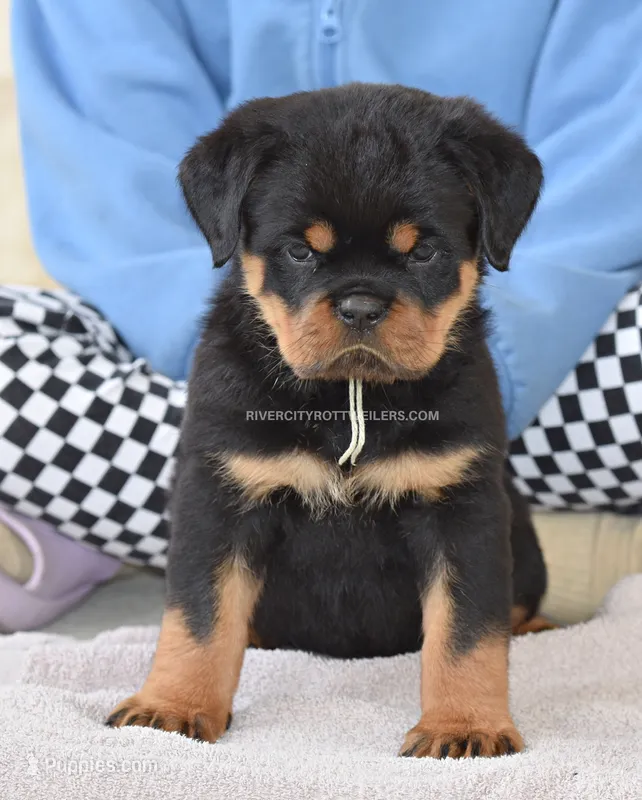 Strong Female Super head!