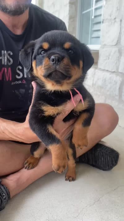 Huge Head Beautiful import lines, a male Rottweiler for sale in Bulverde, TX – 4 of 4