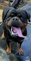 Hector VH Pista son, a male Rottweiler for sale in Bulverde, TX – 1 of 2