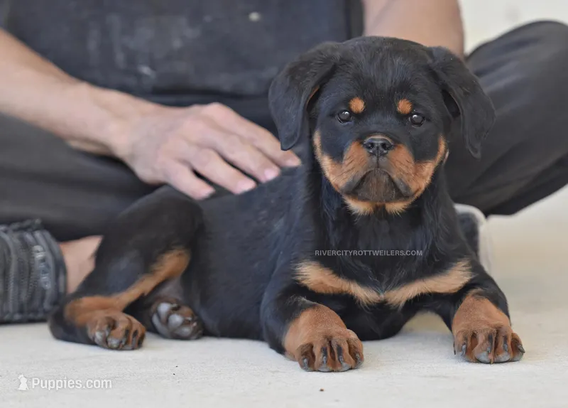Amazing Strong Female Super head 