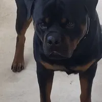 Superb Trained Housebroken, a male Rottweiler for sale in Bulverde, TX – Photo 2 of 3