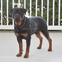 Superb Trained Housebroken, a male Rottweiler for sale in Bulverde, TX – Photo 3 of 3