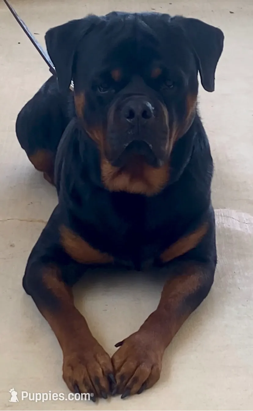 Superb Trained Housebroken