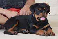 Amazing Type! Super HEAD, a female Rottweiler for sale in Bulverde, TX – Photo 1 of 2