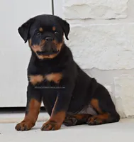 Super Headtype Gorgeous , a male Rottweiler for sale in Bulverde, TX – 2 of 4