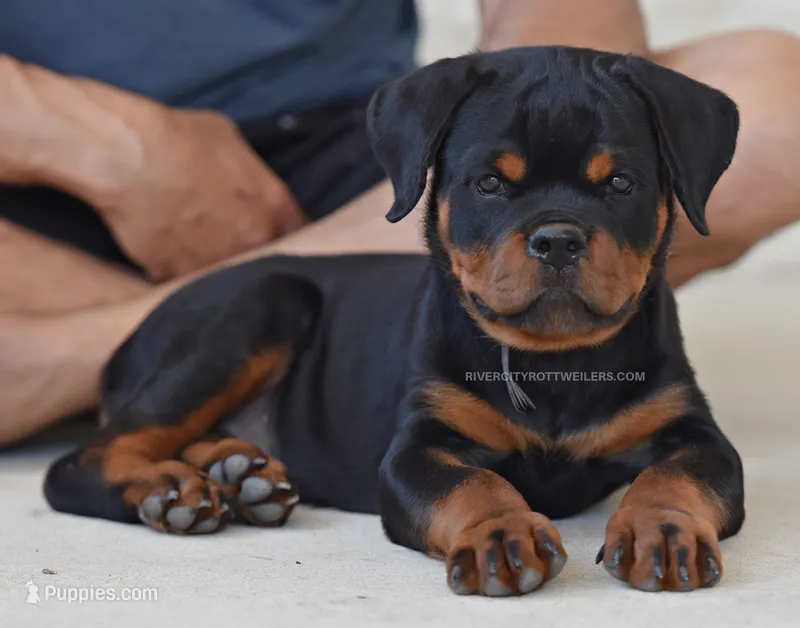 Huge Head Beautiful import lines – Rottweiler puppy for sale in Bulverde, TX