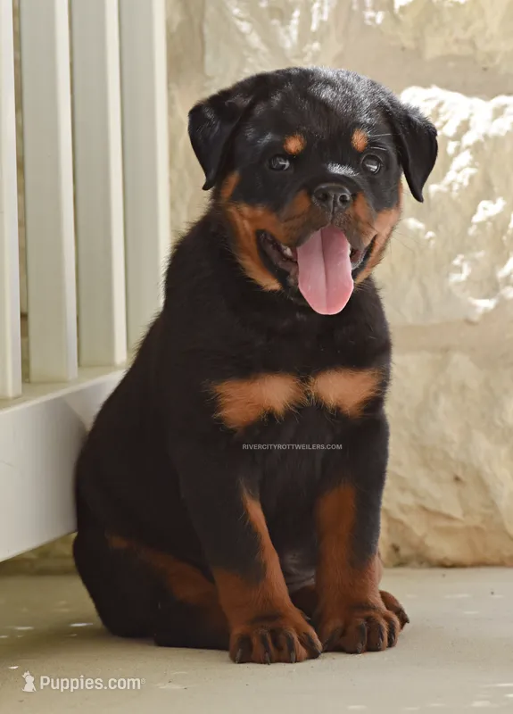 Huge Head Beautiful import lines – Rottweiler puppy for sale in Bulverde, TX