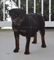 Super Headtype Gorgeous , a male Rottweiler for sale in Bulverde, TX – 4 of 4