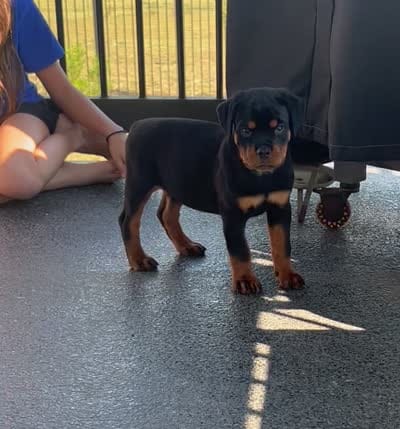 Amazing Females , a female Rottweiler for sale in Bulverde, TX – 2 of 2