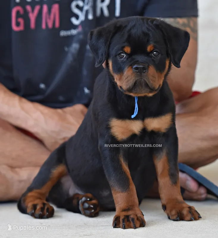 Super Headtype Gorgeous  – Rottweiler puppy for sale in Bulverde, TX