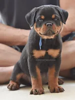 Super Headtype Gorgeous , a male Rottweiler for sale in Bulverde, TX – 1 of 4
