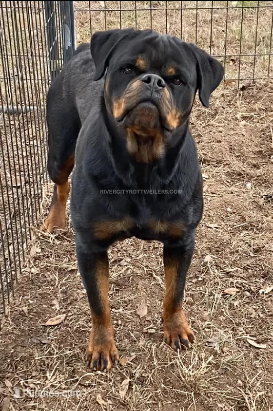 Extreme Timit-Tor Female